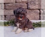 Small #1 Cavapoo