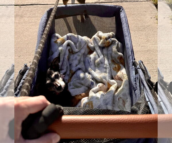 Medium Photo #10 Chihuahua-Unknown Mix Puppy For Sale in Fargo, ND, USA