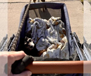 Isadora - Female Chihuahua-Unknown Mix Dog for Adoption - Photo #10