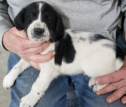 Medium Photo #1 English Springer Spaniel Puppy For Sale in W BEND, WI, USA