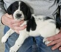 Small Photo #1 English Springer Spaniel Puppy For Sale in W BEND, WI, USA