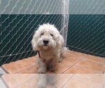 Small Maltese