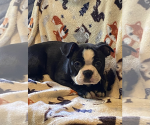 French Bulldog Puppy for sale in ROWDY, KY, USA