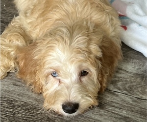 Miniature Bernedoodle Puppy for Sale in FORT LAUDERDALE, Florida USA