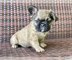 French Bulldog Puppy for sale in NEWTON, NJ, USA