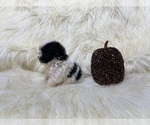 Small Photo #1 Shiranian Puppy For Sale in HAYWARD, CA, USA