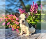Small French Bulldog