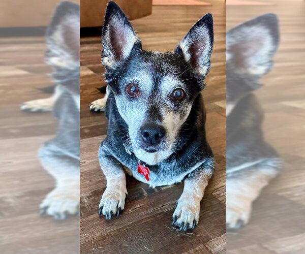 Medium Photo #5 Chihuahua-Unknown Mix Puppy For Sale in San Diego, CA, USA