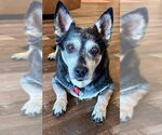 Small #4 Chihuahua Mix