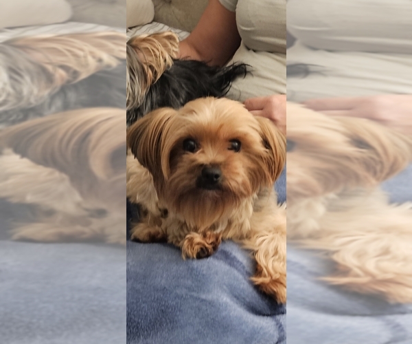 Medium Photo #1 Yorkshire Terrier Puppy For Sale in SALEM, OR, USA