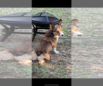 Small Photo #1 Pembroke Welsh Corgi Puppy For Sale in MIDLOTHIAN, TX, USA