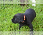 Small Photo #16 Labrador Retriever Puppy For Sale in RICHMOND HILL, GA, USA