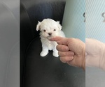 Small #4 Maltese