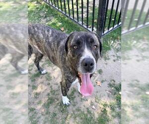 Plott Hound-Unknown Mix Dogs for adoption in Riverside, CA, USA