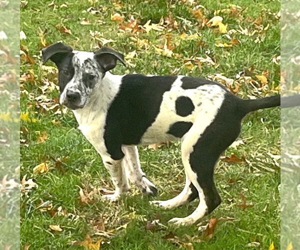 Medium Photo #7 Mountain Cur-Unknown Mix Puppy For Sale in Rockaway, NJ, USA