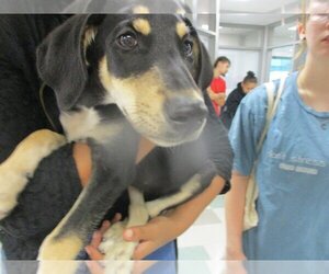 Doberman Pinscher-Unknown Mix Dogs for adoption in Oklahoma City, OK, USA