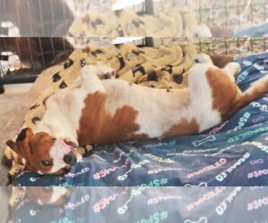 SHANNON - Female Basset Hound Dog for Adoption - Photo #2