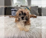 Small Photo #1 Havanese Puppy For Sale in INDIANAPOLIS, IN, USA