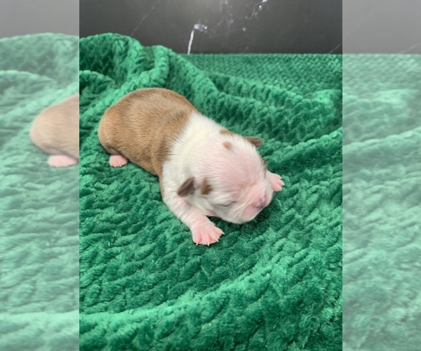 Medium Photo #67 Boston Terrier Puppy For Sale in TULARE, CA, USA