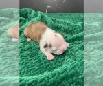 Small Photo #67 Boston Terrier Puppy For Sale in TULARE, CA, USA