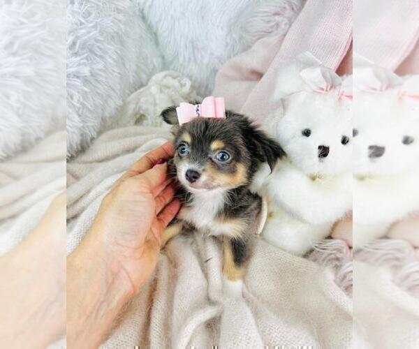 Medium Photo #15 Chihuahua Puppy For Sale in MIAMI BEACH, FL, USA