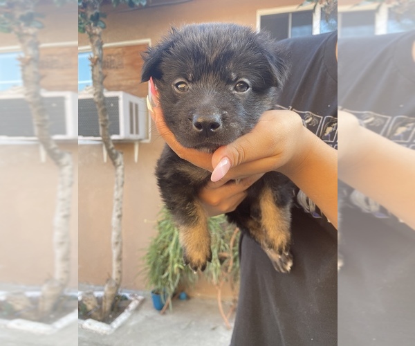 Medium Photo #1 Shepweiller Puppy For Sale in DOWNEY, CA, USA