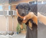 Small Photo #1 Shepweiller Puppy For Sale in DOWNEY, CA, USA