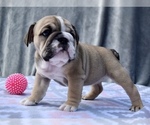 Small Photo #9 Bulldog Puppy For Sale in JACKSONVILLE, FL, USA