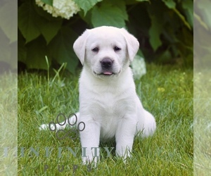 Labrador Retriever Puppy for sale in PARADISE, PA, USA