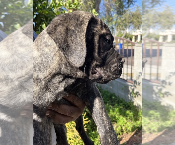 Medium Photo #61 Bullmastiff Puppy For Sale in LOS ANGELES, CA, USA