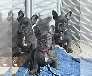 French Bulldog Litter for sale in MASON, MI, USA