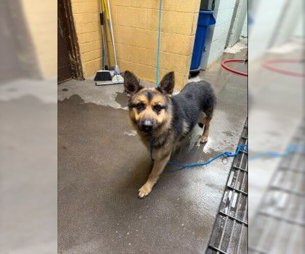 Medium Photo #1 German Shepherd Dog Puppy For Sale in Stockton, CA, USA