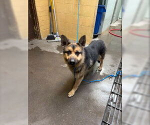 German Shepherd Dog Dogs for adoption in Stockton, CA, USA