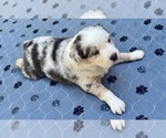 Small #6 Australian Shepherd