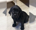 Small Golden Retriever Mix