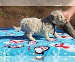 Small Photo #17 Goldendoodle Puppy For Sale in UNION CITY, TN, USA
