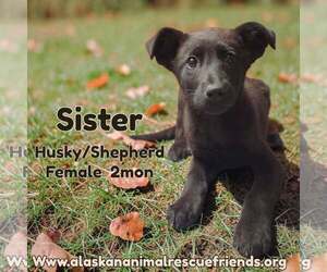 Siberian Husky-Unknown Mix Dogs for adoption in Anchorage, AK, USA