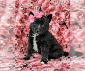 Pomsky Puppy for sale in QUARRYVILLE, PA, USA