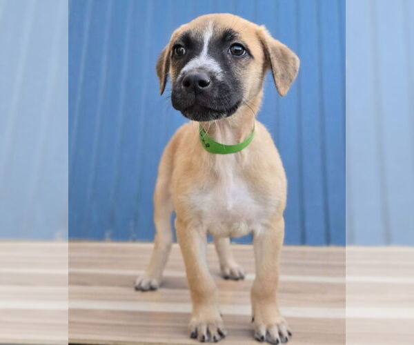 Medium Photo #2 German Shepherd Dog-Unknown Mix Puppy For Sale in Lakewood, CO, USA