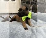 Small Photo #98 Belgian Malinois Puppy For Sale in REESEVILLE, WI, USA