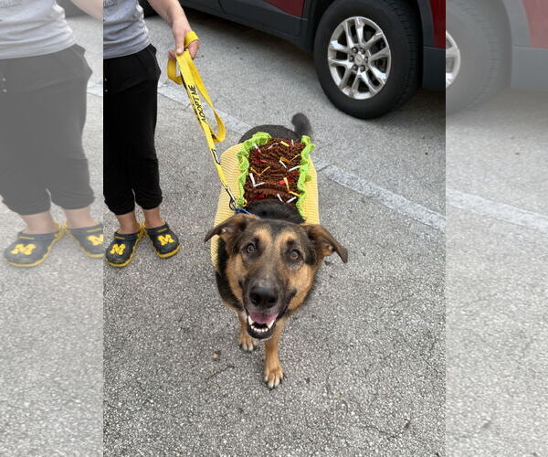 Medium Photo #16 German Shepherd Dog Puppy For Sale in Lighthouse Point, FL, USA