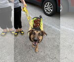 Small #15 German Shepherd Dog