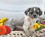 Small Photo #1 Zuchon Puppy For Sale in LAS VEGAS, NV, USA