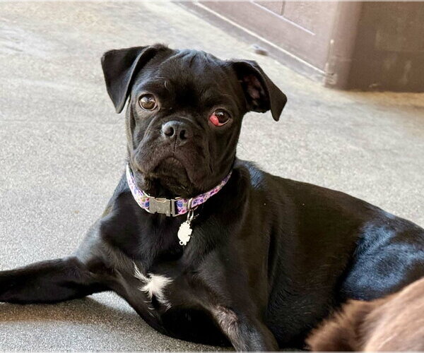 Medium Photo #1 Pug-Unknown Mix Puppy For Sale in San Diego, CA, USA