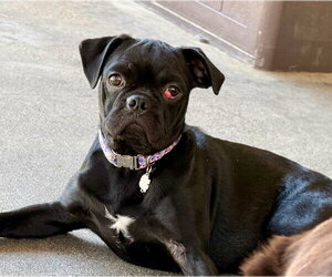 Pug-Unknown Mix Dogs for adoption in San Diego, CA, USA