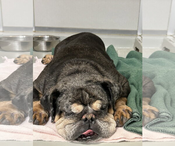Medium Photo #2 Bulldog Puppy For Sale in Mission Viejo, CA, USA