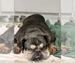 Small #1 Bulldog
