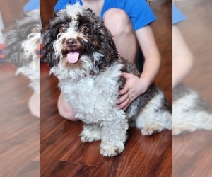 Havanese Dog for Adoption in RAINIER, Oregon USA