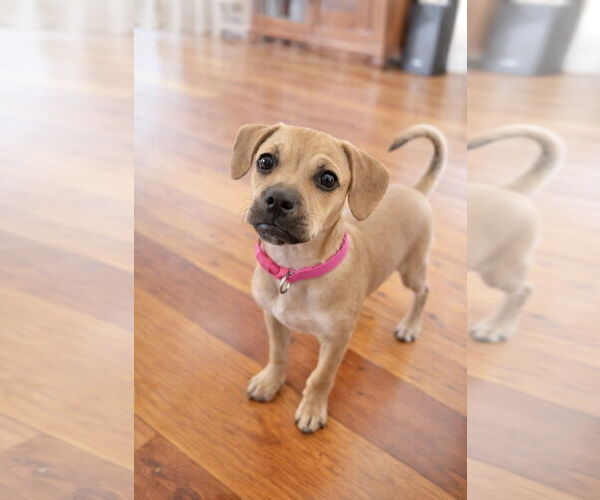 Medium Photo #1 Beagle-Unknown Mix Puppy For Sale in Oakhurst, NJ, USA