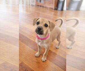 Beagle-Unknown Mix Dogs for adoption in Oakhurst, NJ, USA